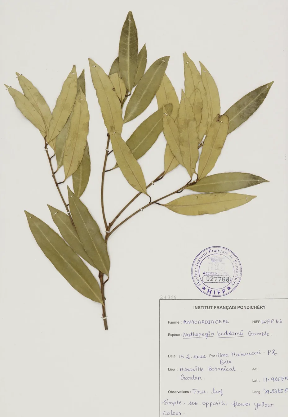 Botanical specimen of Nothapegia beddomii Gamble from Travelling Plants collection with scientific taxonomy and botanical garden classification